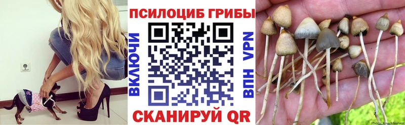 OMG зеркало  Володарск  Псилоцибиновые грибы мицелий 